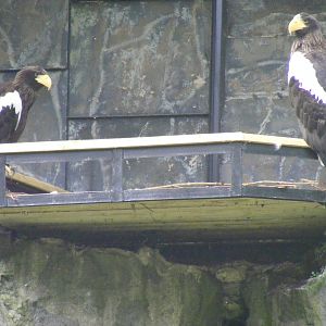 Steller's sea eagles at Edinburgh Zoo, 21 May 2010