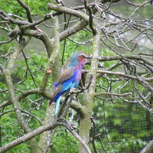 Lilac-breasted roller at Edinburgh Zoo, 21 May 2010