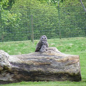 Great grey owl at Edinburgh Zoo, 21 May 2010