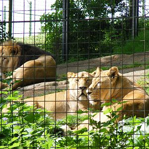 Asiatic lions at Edinburgh Zoo, 21 May 2010