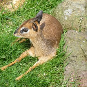Kirk's dik-dik at Edinburgh Zoo, 21 May 2010