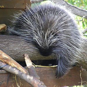 North American tree porcupine at Edinburgh Zoo, 21 May 2010