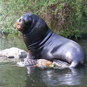 Patagonian sea lion at Edinburgh Zoo, 21 May 2010