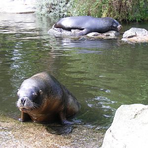 Patagonian sea lions at Edinburgh Zoo, 21 May 2010