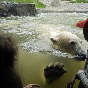 Polarbear at Hannover