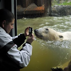 Polarbear at Hannover