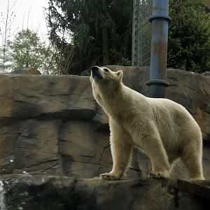 Epic Polarbear pose at Hannover