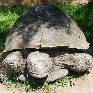 Tortoise statue at Camperdown Wildlife Centre, 18 May 2010