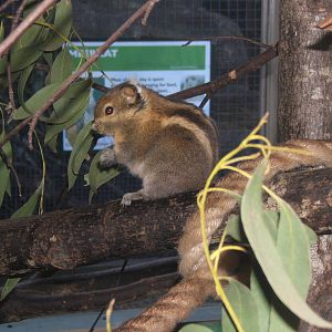 Swinhoes Striped Squirrel (Tamiops swinhoei)