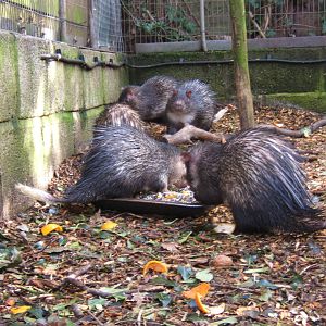 African Brush-tailed Porcupine