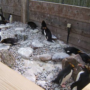 Macaroni Penguins