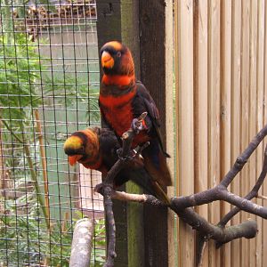 Dusky Lory