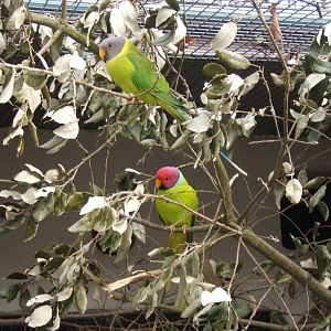 Plum-headed Parrakeet