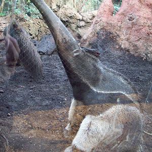 Release of the Tongue!