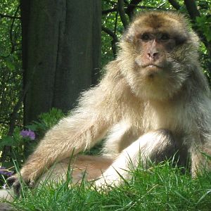 Barbary Macaque in the grass