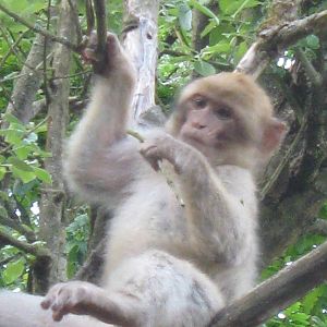 Young Barbary Macaque up a tree