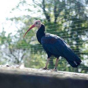Southern bald ibis