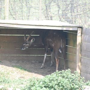 Male Sitatunga