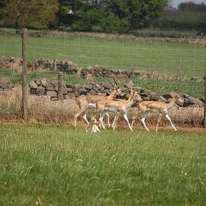 Blackbuck Herd