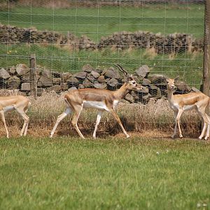 Blackbuck Herd