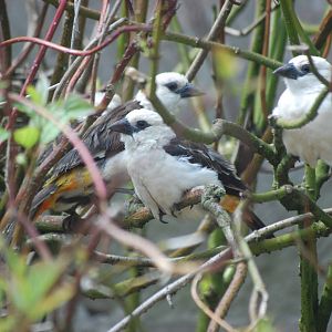 White Headed Buffalo Weavers