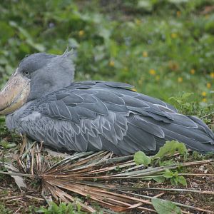Shoebill; Parc Paradisio; 13th May 2010