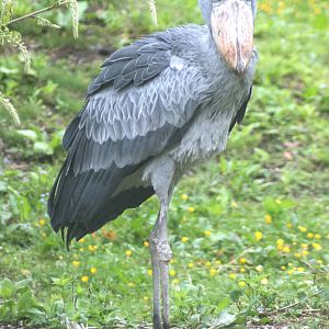 Shoebill; Parc Paradisio; 13th May 2010