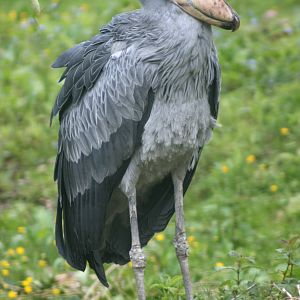 Shoebill; Parc Paradisio; 13th May 2010