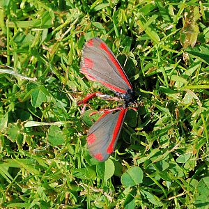 Cinnabar Moth
