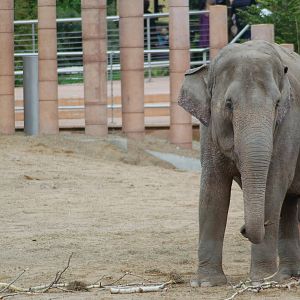 Elephant-cow Kungrao