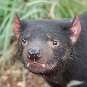 Tasmanian devil