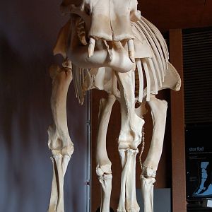 The remains of elephant Coco