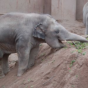 Elephant Gandhi searching for carrots