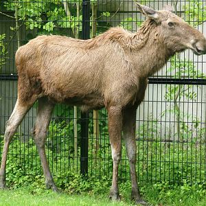 Moose; Planckendael; 11th May 2010