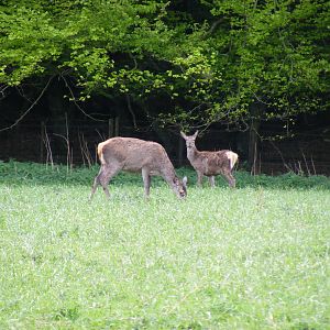 Red deer in a field between Comrie and Loch Earn, Scotland