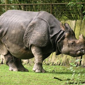 Indian rhinoceros; Planckendael; 11th May 2010