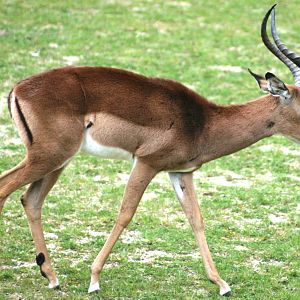 Impala; Planckendael; 11th May 2010