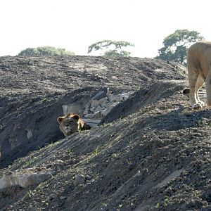 Lion enclosure - with lions!