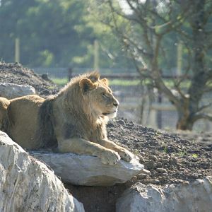 Lion enclosure