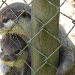 Asian Short-Clawed Otters