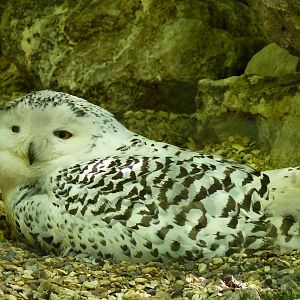 Snowy Owl on Nest