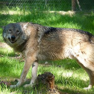 European Wolf