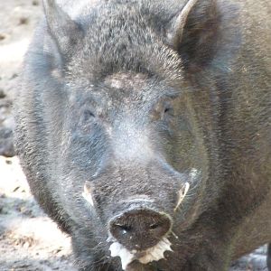 Wild Boar