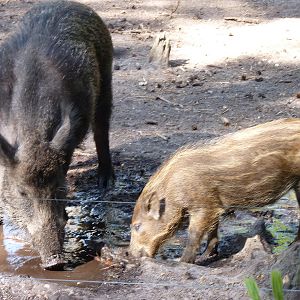 Wild Boar