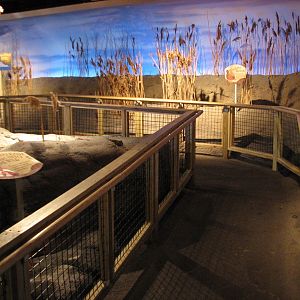Touch of the Wild Woods - Exhibit Path