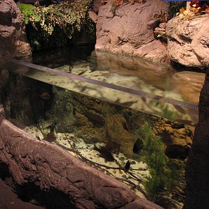 Touch of the Wild Woods - Fishin Hole