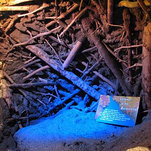 Touch of the Wild Woods - Beaver Dam Display