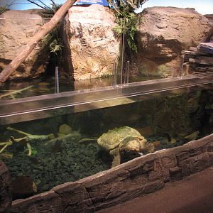 Touch of the Wild Woods - Alligator Snapping Turtle Exhibit