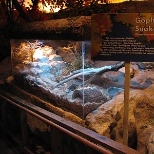 Touch of the Wild Woods - Gopher Snake Exhibit