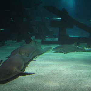Shark Cove - Nurse Shark